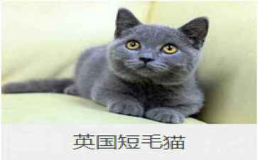 乐百唯一官网
