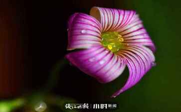 乐百唯一官网